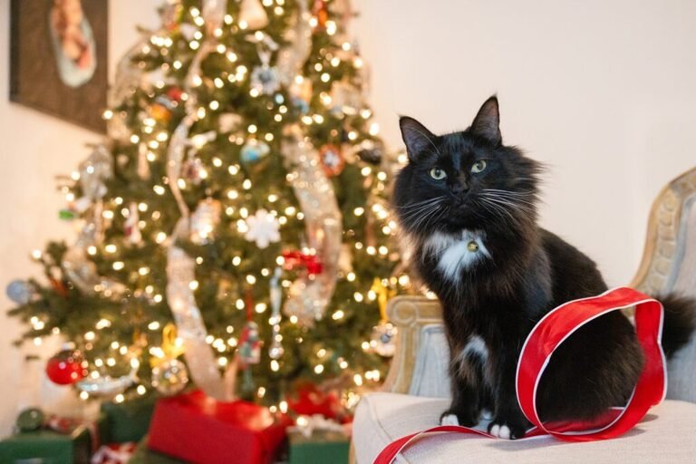 Tuxedo cat by the Christmas tree in Conroe TX. Taken by Kara Powell Photography