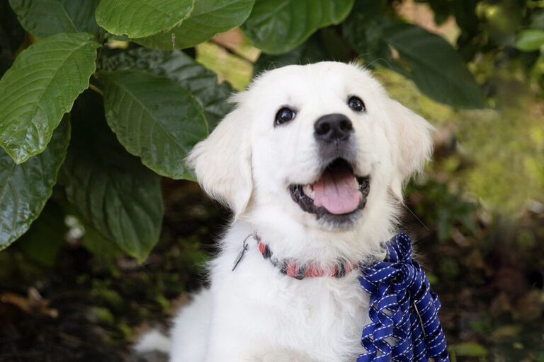 White golden retriever puppy siting in the trees with a blue bow on it's neck.