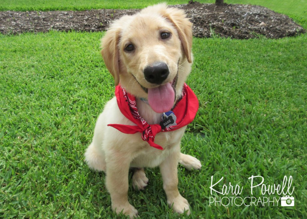 A golden retreiver puppy with a red bandana sits in the grass answering the question of "can I bring my dog to a photo session?"