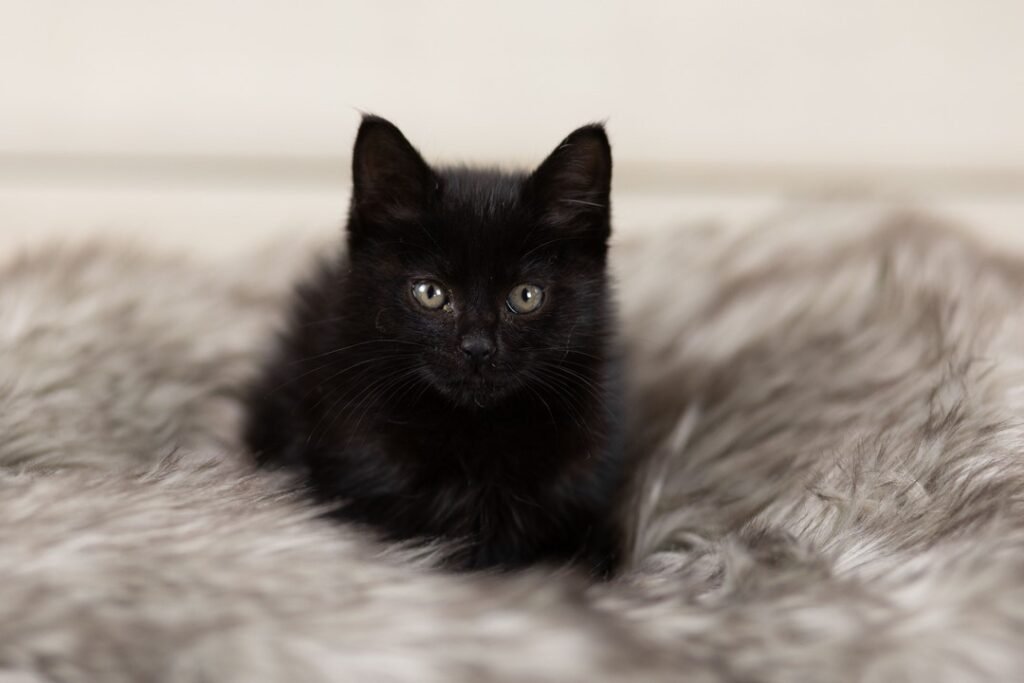 A small balck fluffy kiteen lays on a brown and tan fur rug. Photographed by The Woodlands Pet Photographer