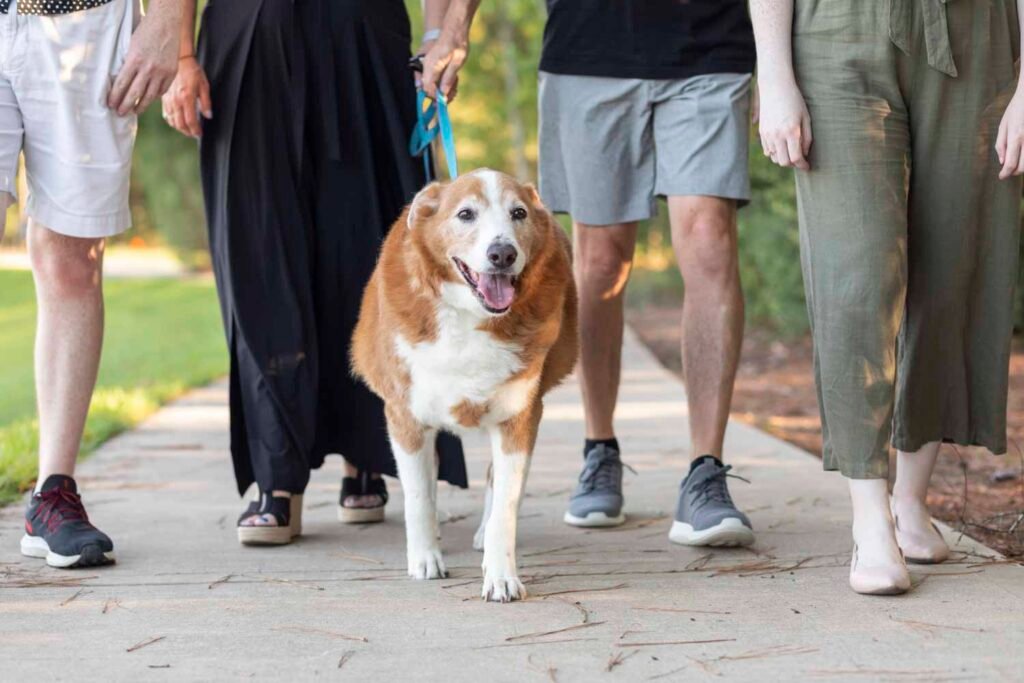 Photo of a dog and his humans legs