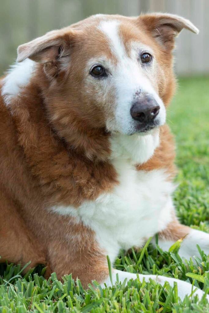A sweet elderly dog photographed in the grass by Cypress Dog Family Photographer