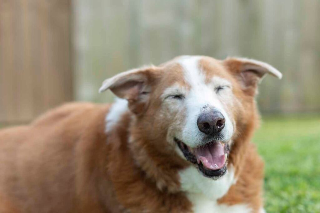 A sweet elderly dog photographed in the grass by Cypress Dog Family Photographer