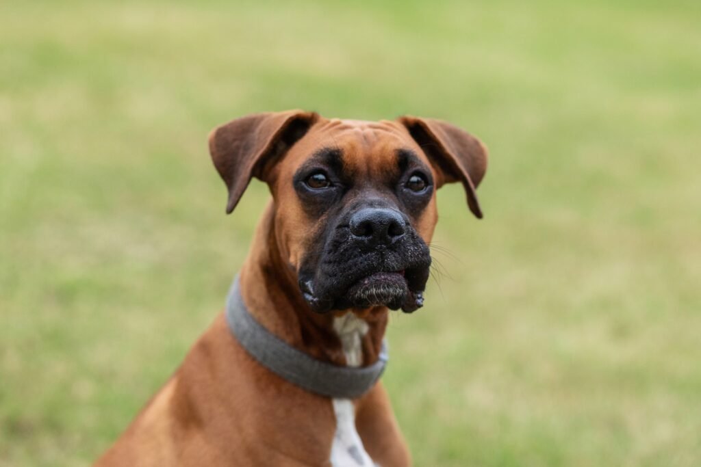 Houston TX dog Kara Powell Photography