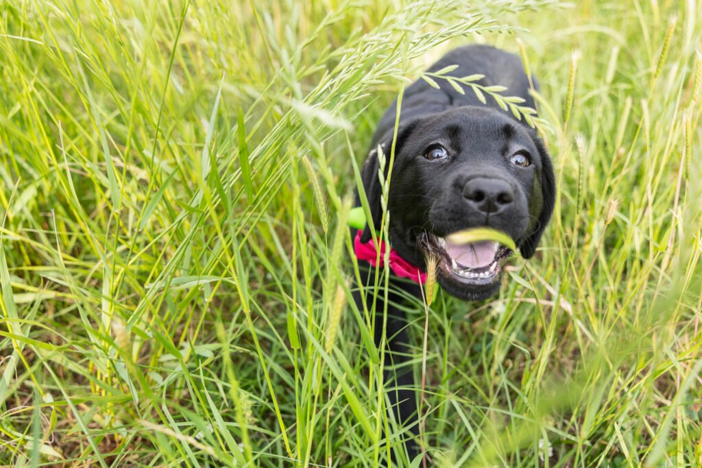 Black lab puppy running though tall green grass