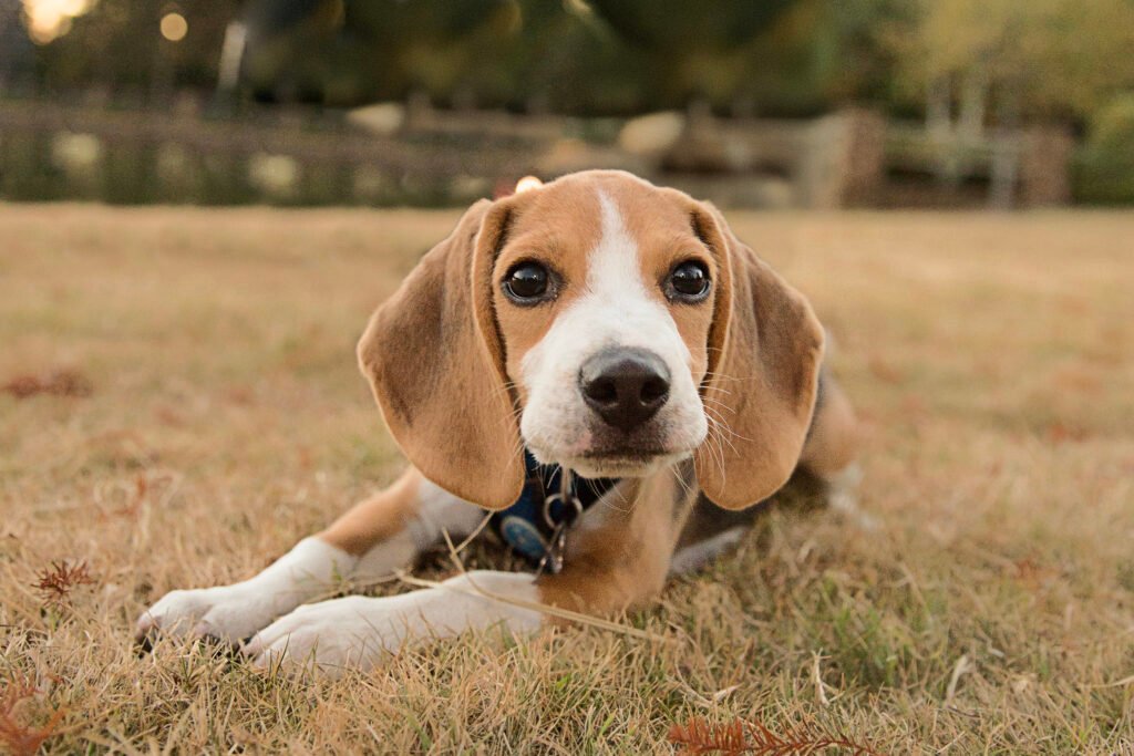 Beagle puppy laying in fall grass